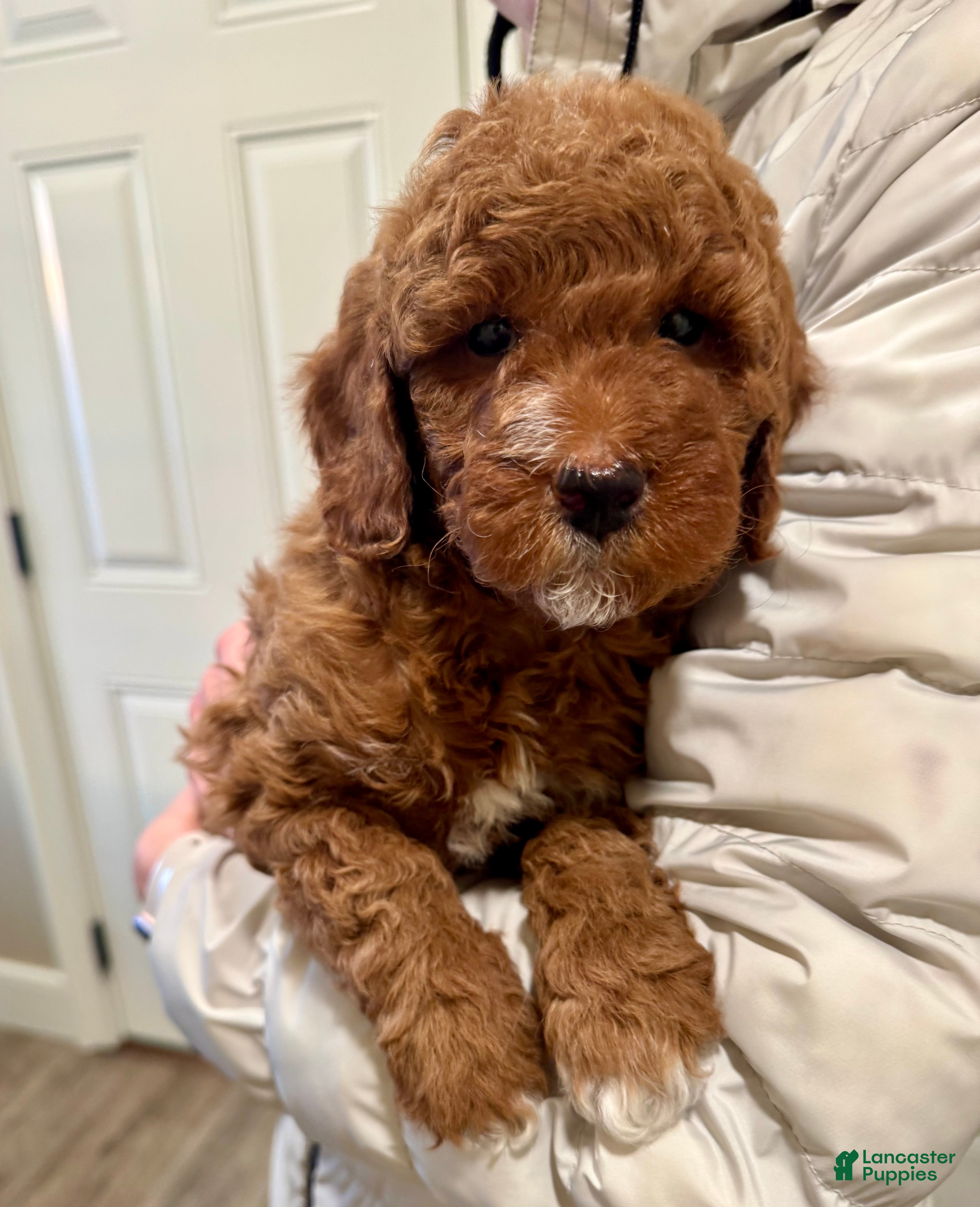 Mini Goldendoodle dogs Cooper  - Ad 1