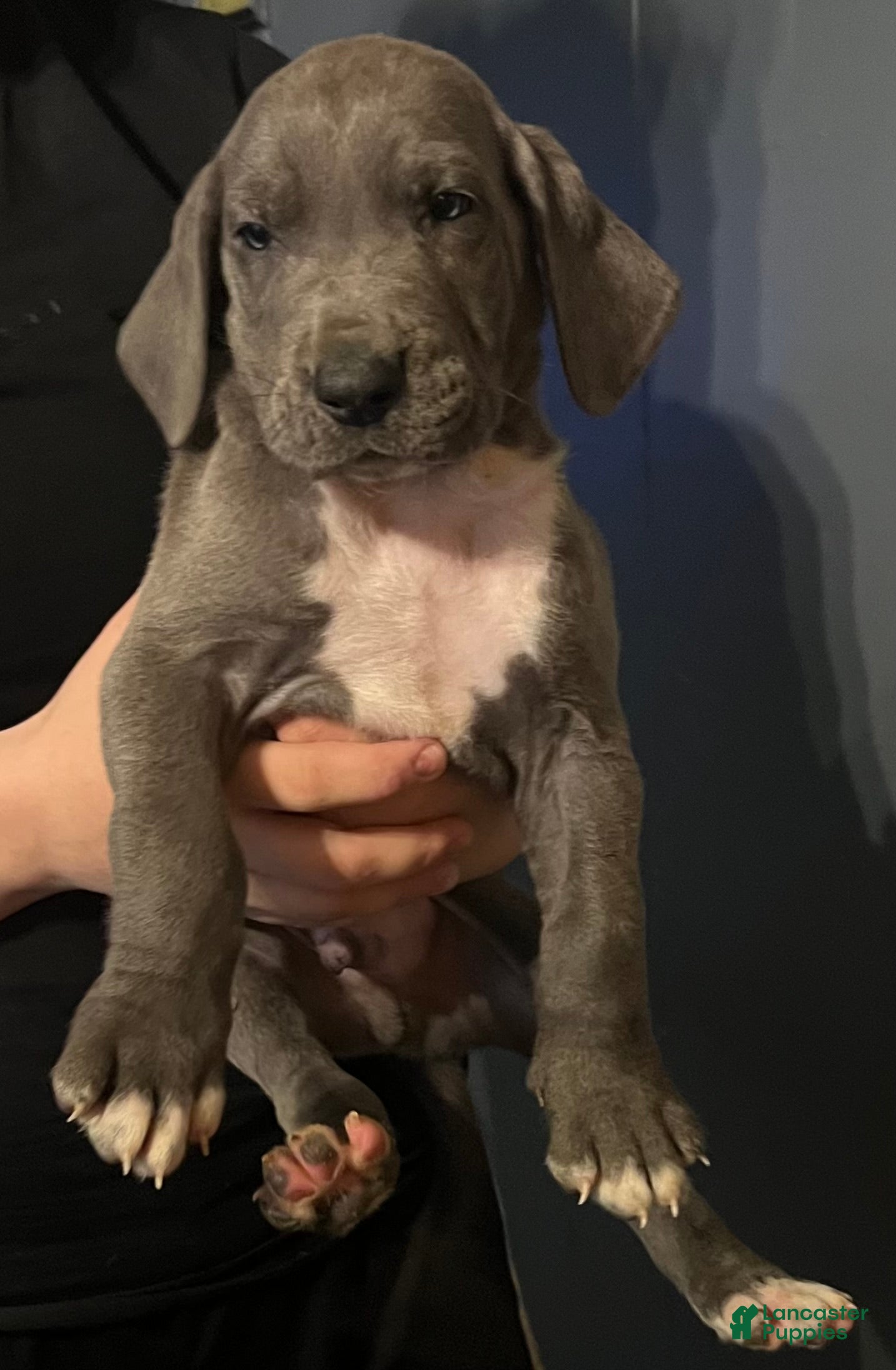 Great Dane dogs Great Dane Puppy 2 - Ad 41