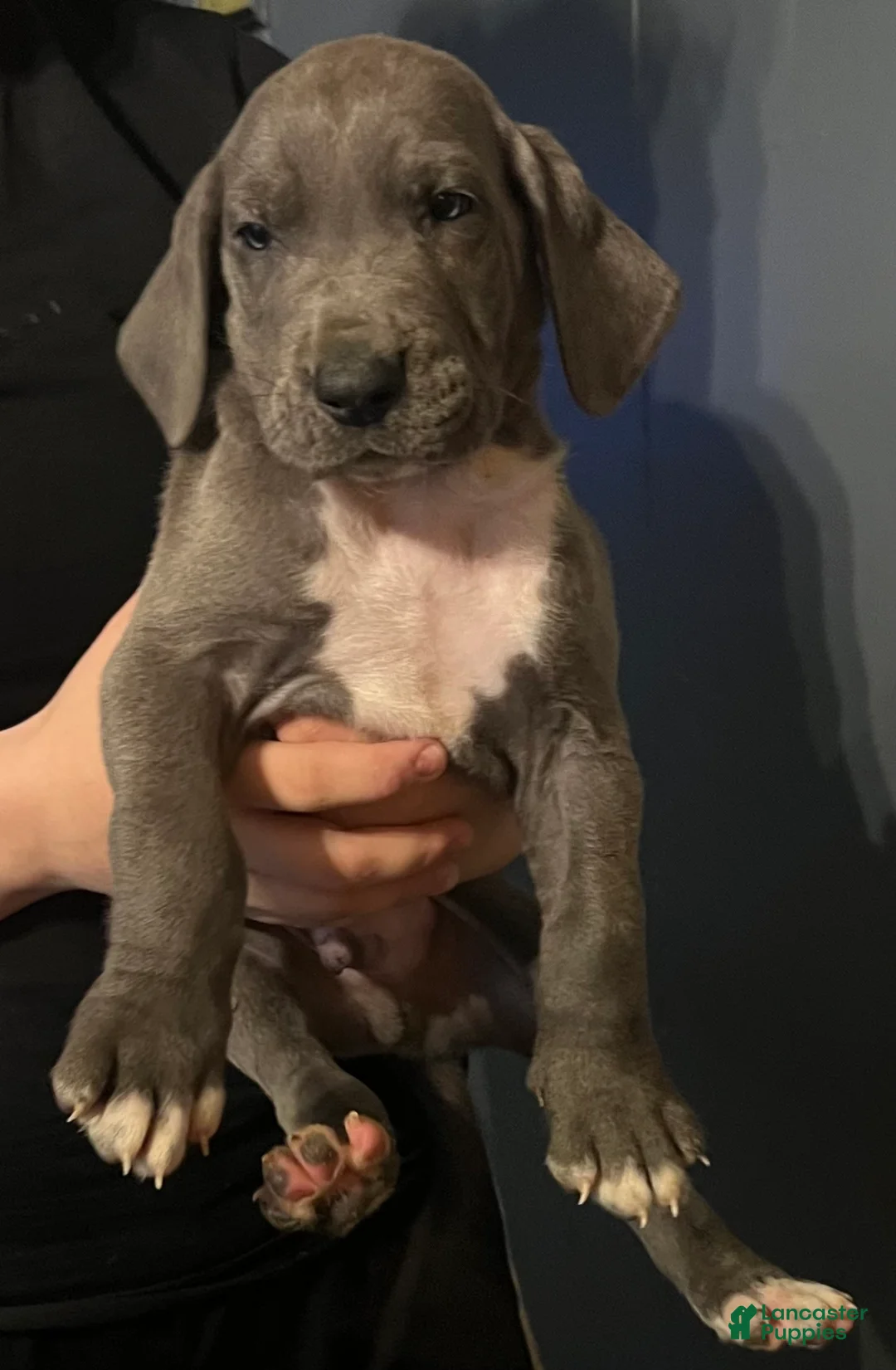 Great Dane dogs for sale: Great Dane Puppy 2 - Ad 1
