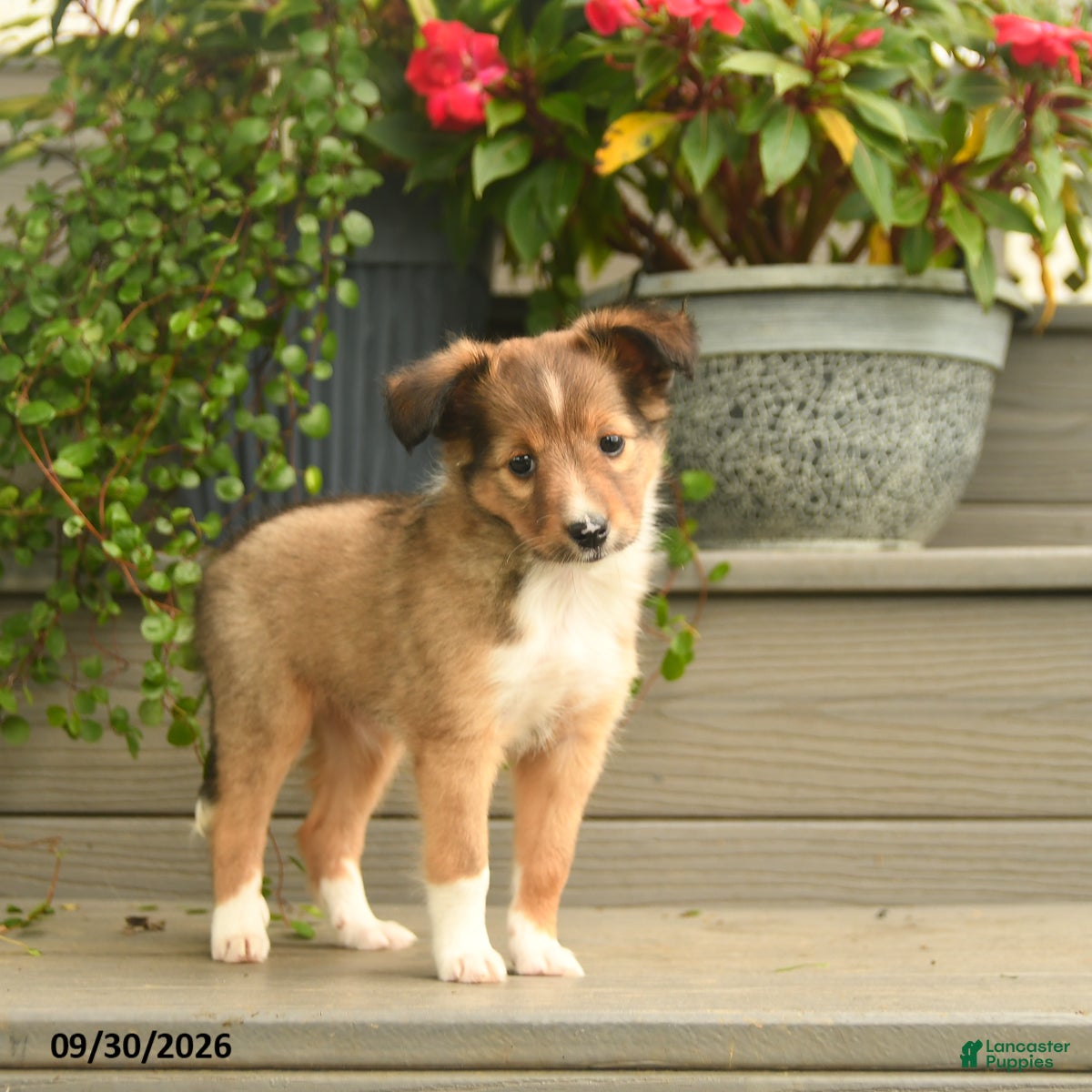 Shetland Sheepdog dogs Joy - Ad 2