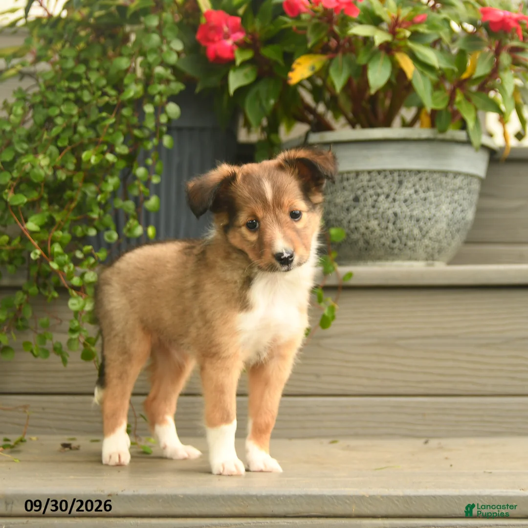 Shetland Sheepdog dogs for sale: Joy - Ad 2