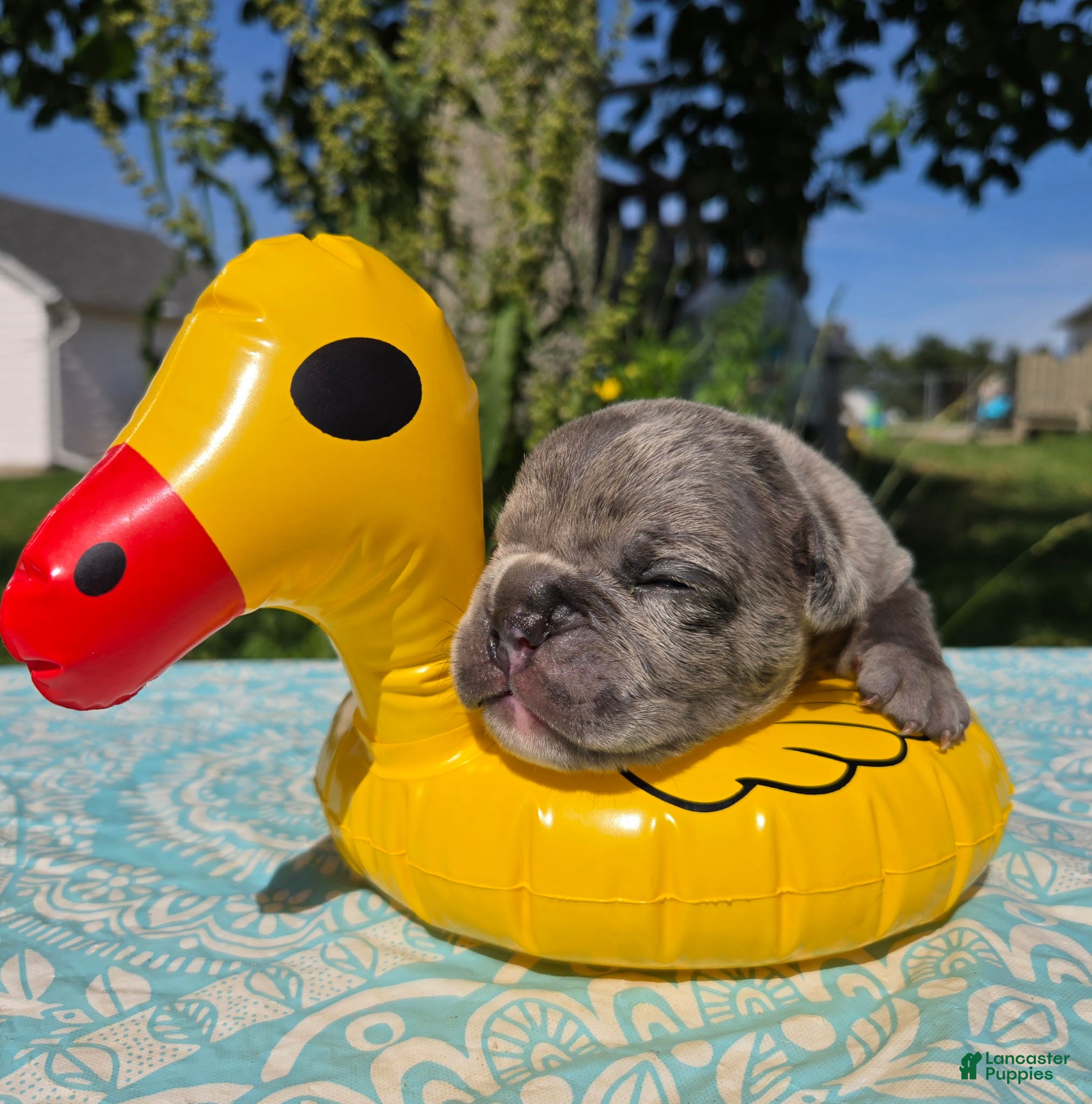 Olde English Bulldogge dogs Zuma - Ad 2