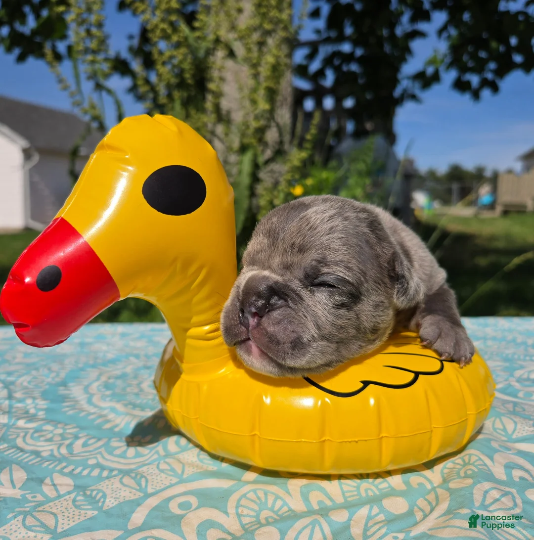 Olde English Bulldogge dogs for sale: Zuma - Ad 2