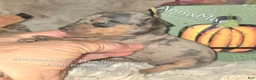 Miniature Pinscher dogs for sale: Anna - Ad 1