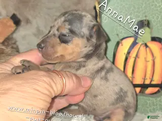 Miniature Pinscher dogs Anna - Ad 42