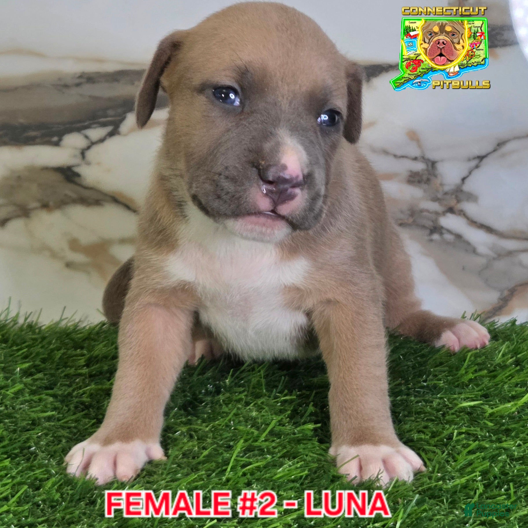 American Bully dogs LUNA - Ad 28