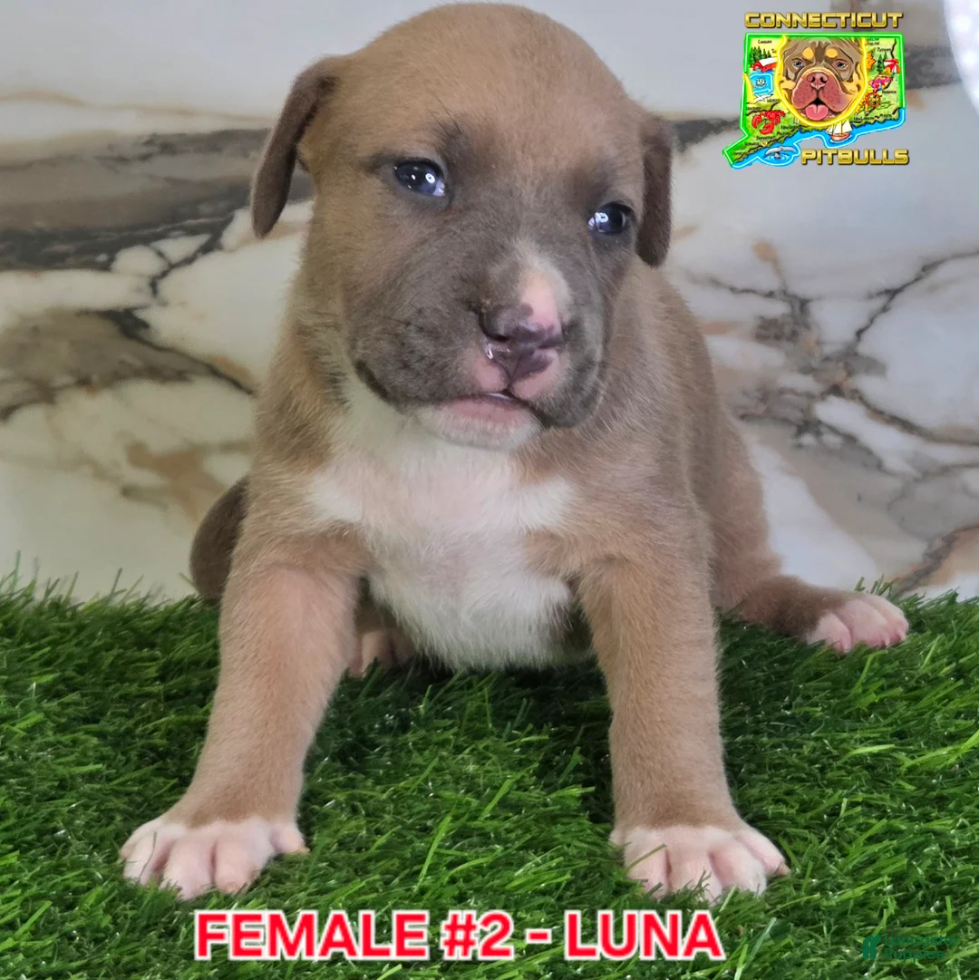 American Bully dogs for sale: LUNA - Ad 2