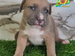 American Bully dogs LUNA - Ad 28