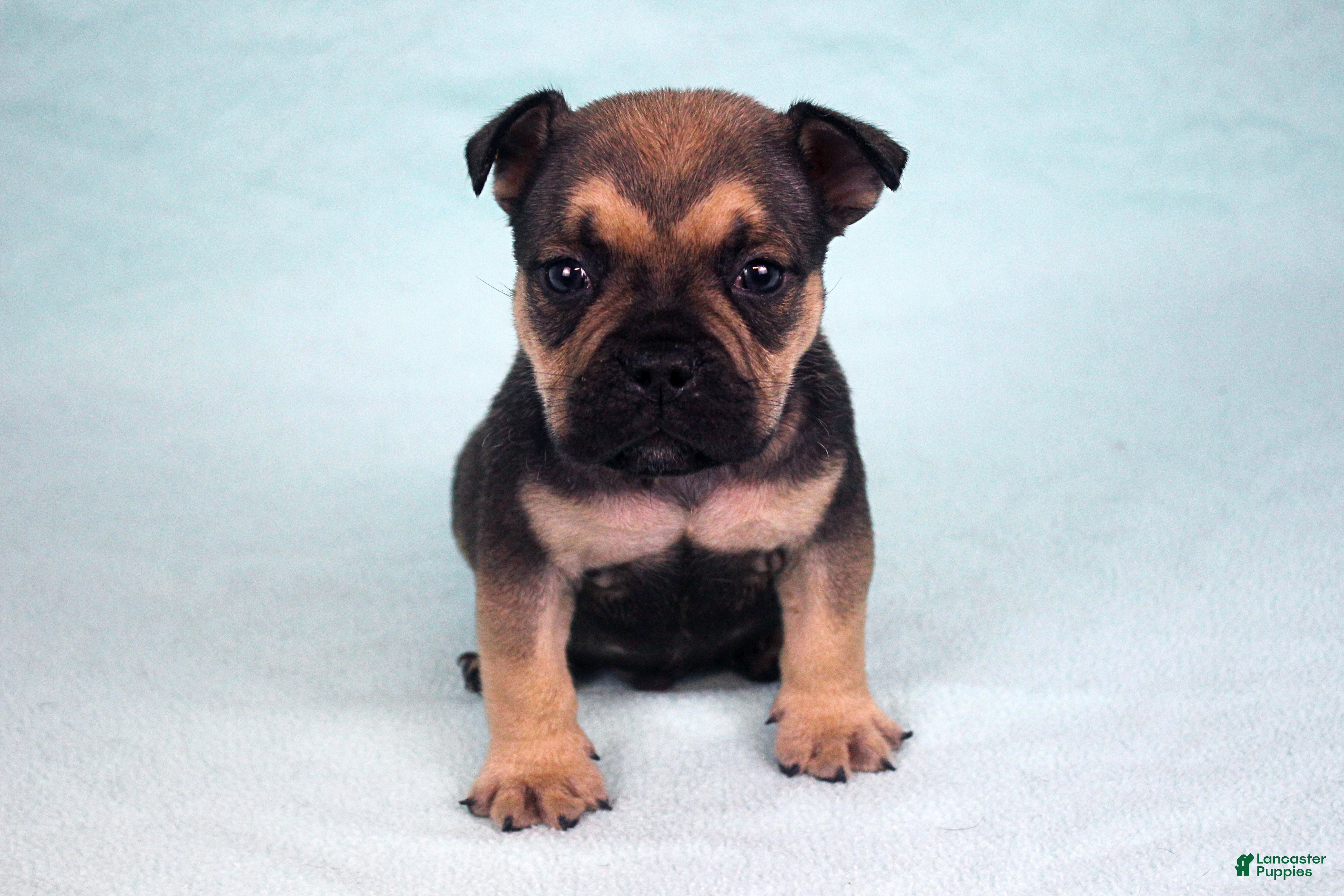 American Bully dogs Sable Male - Ad 2