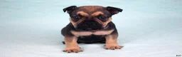 American Bully dogs for sale: Sable Male - Ad 2