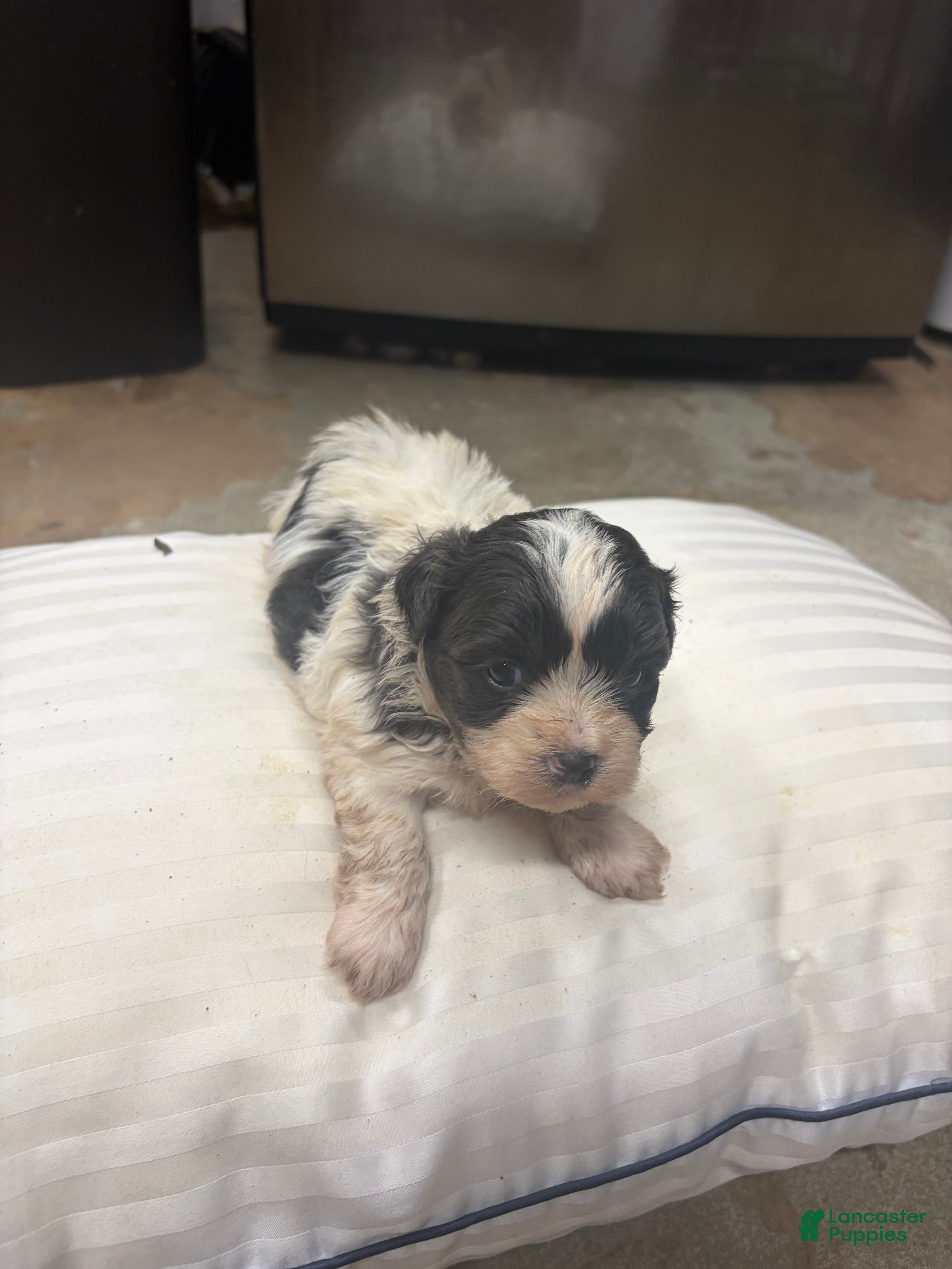 Mixed Breed dogs Pharoah - Ad 1