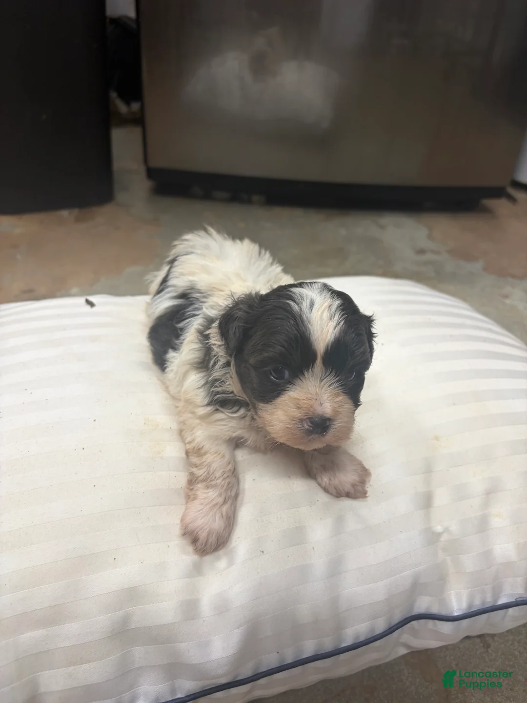 Mixed Breed dogs for sale: Pharoah - Ad 1