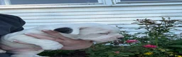 American Bulldog dogs for sale: Misty - Ad 6