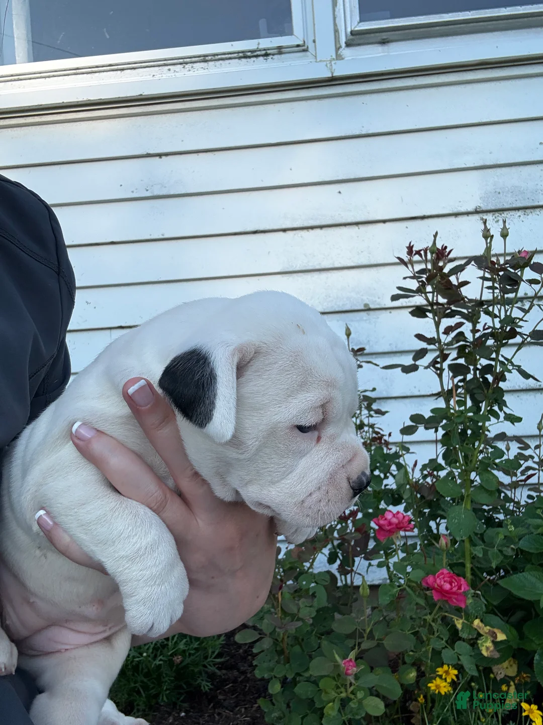 American Bulldog dogs for sale: Montana - Ad 9