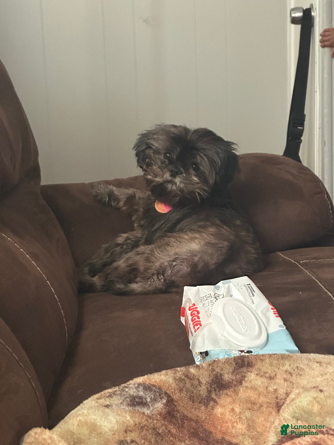 Shih Tzu dogs for sale: Shih Tzu Puppy 3 - Ad 3