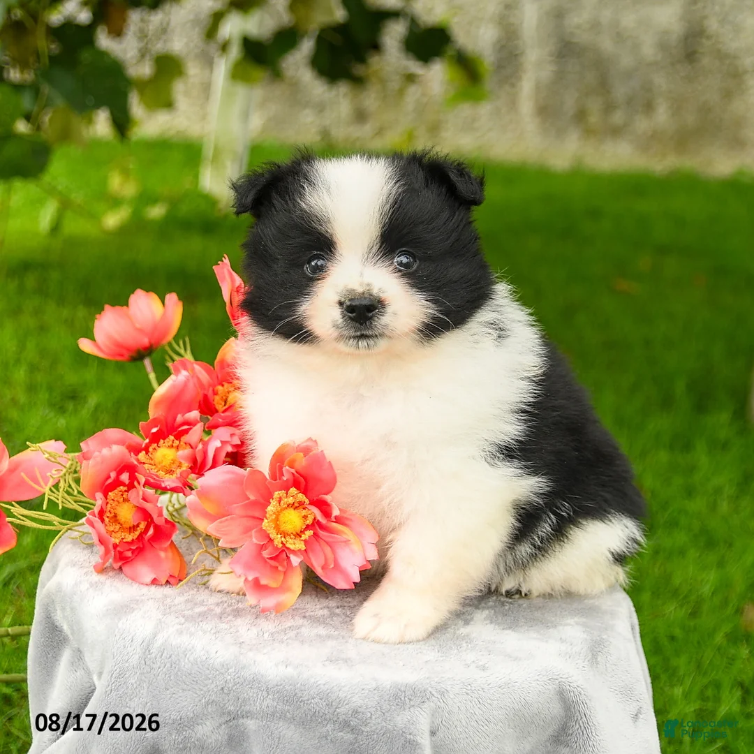 Pomeranian dogs for sale: Leah - Ad 3