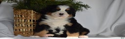 Bernese Mountain Dog dogs for sale: Ember - Ad 3