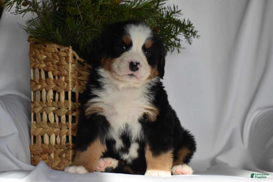 Bernese Mountain Dog dogs for sale: Ember - Ad 3