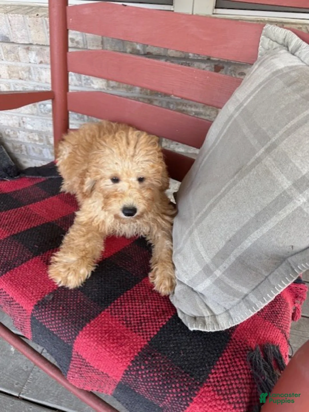 Mixed Breed dogs for sale: Tucker - Ad 2