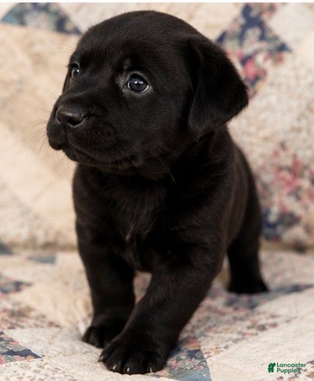 Labrador Retriever dogs  Boy 4 - Ad 27