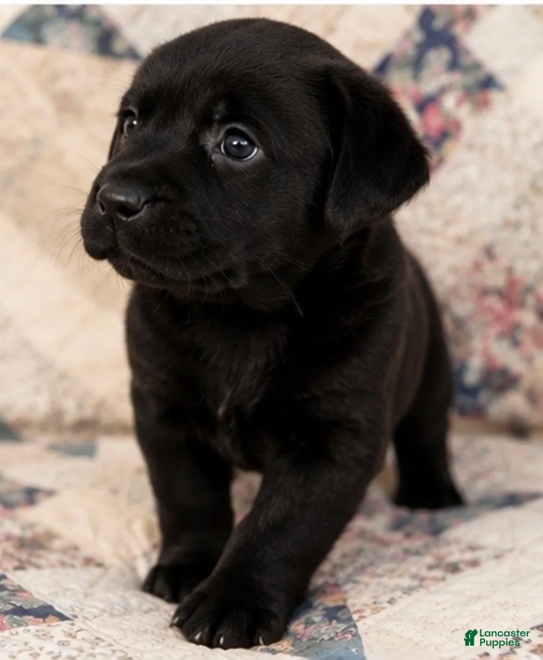 Labrador Retriever dogs for sale:  Boy 4 - Ad 1