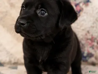 Labrador Retriever dogs Boy 4 - Ad 27