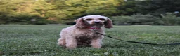 Cavapoo dogs for sale: Colby - Ad 7