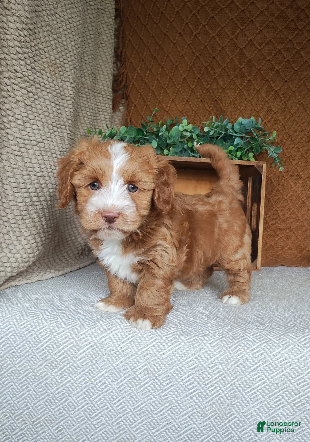 Havanese dogs for sale: Evan - Ad 1