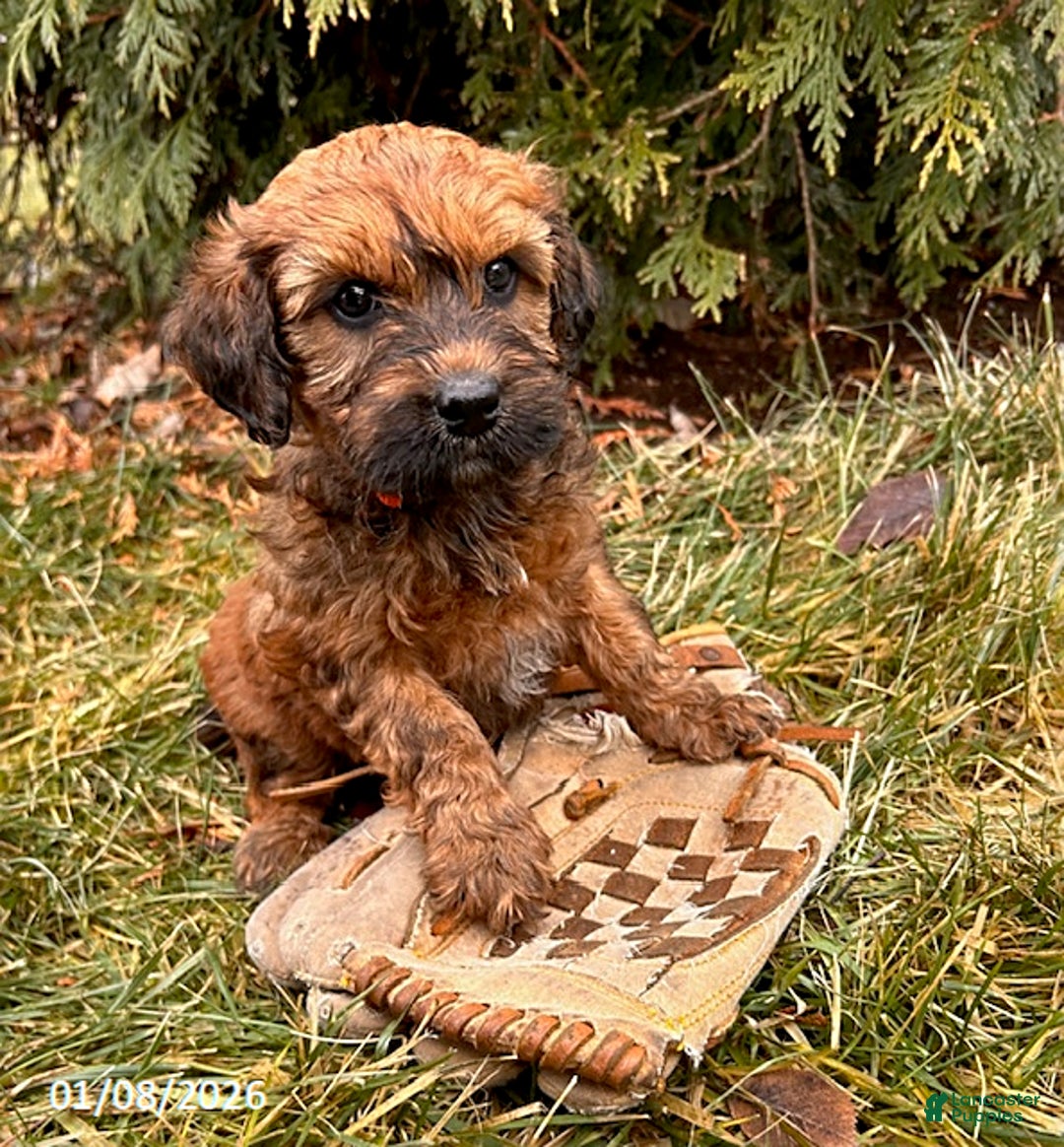 Whoodle dogs for sale: Emmy - Ad 2