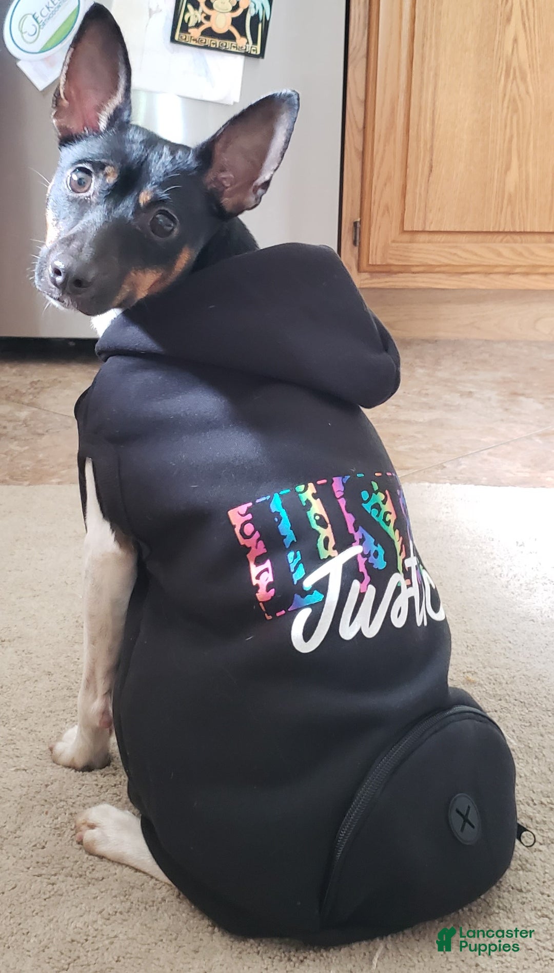 Rat Terrier dogs for sale: Molly *updated photos* - Ad 9