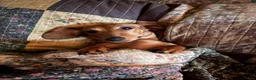 Miniature Dachshund dogs for sale: Mac - Ad 3