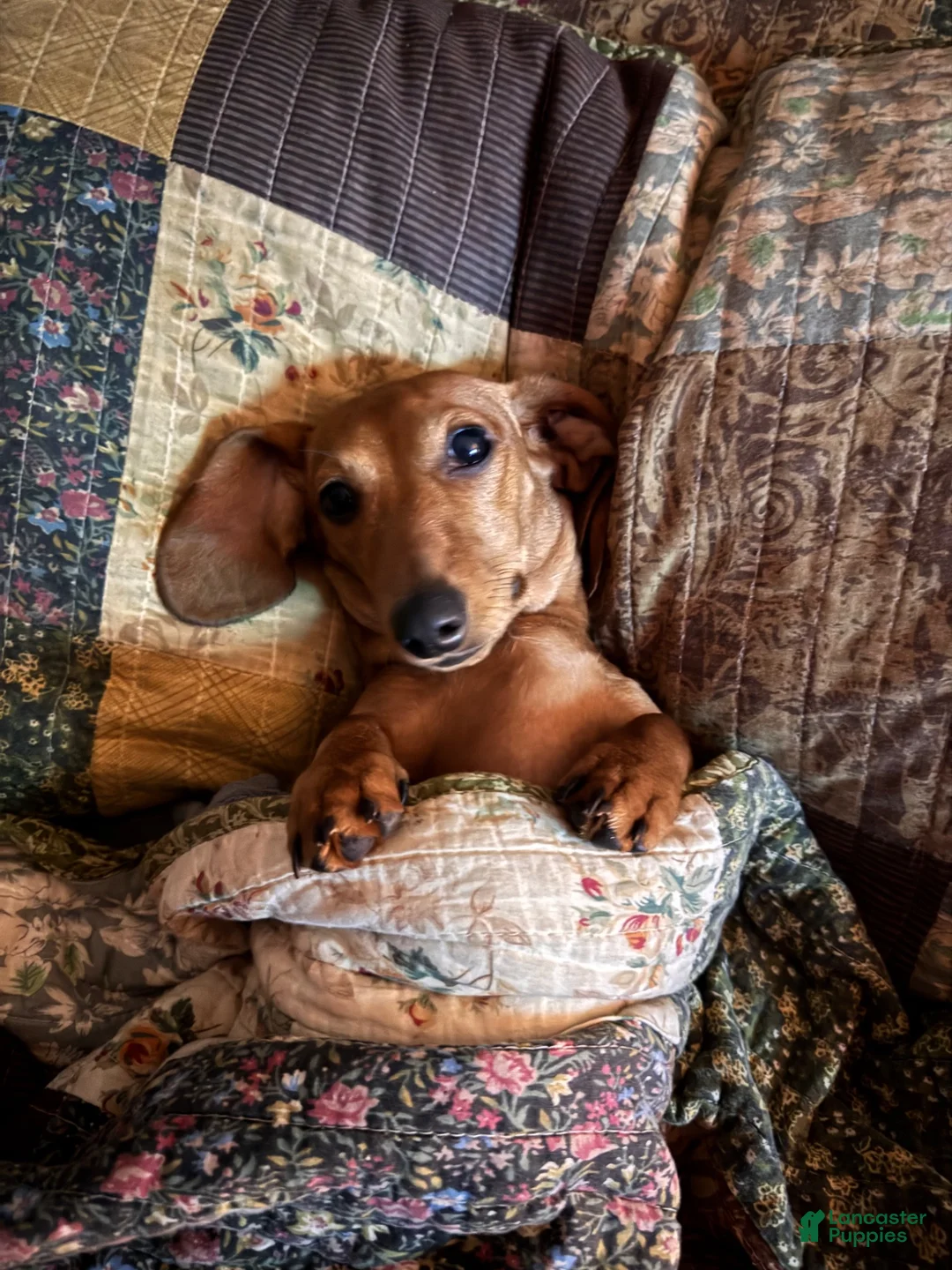 Miniature Dachshund dogs for sale: Subaru - Ad 2