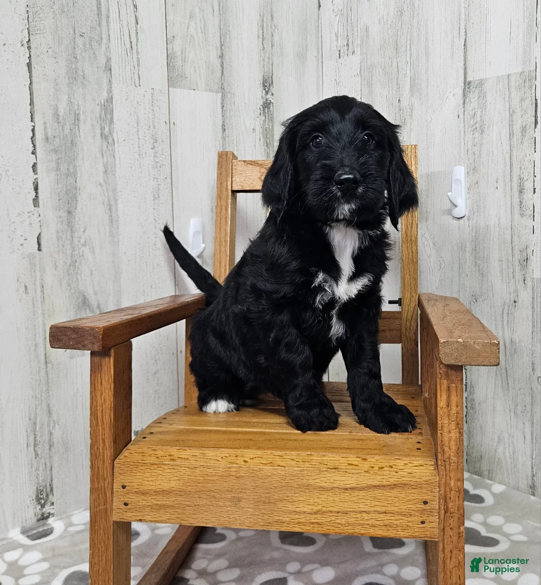 Goldendoodle dogs for sale: F1 Cucumber - Ad 1