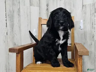 Goldendoodle dogs F1 Cucumber - Ad 17