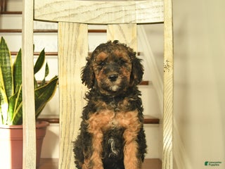 Standard Poodle dogs Chestnut - Ad 34