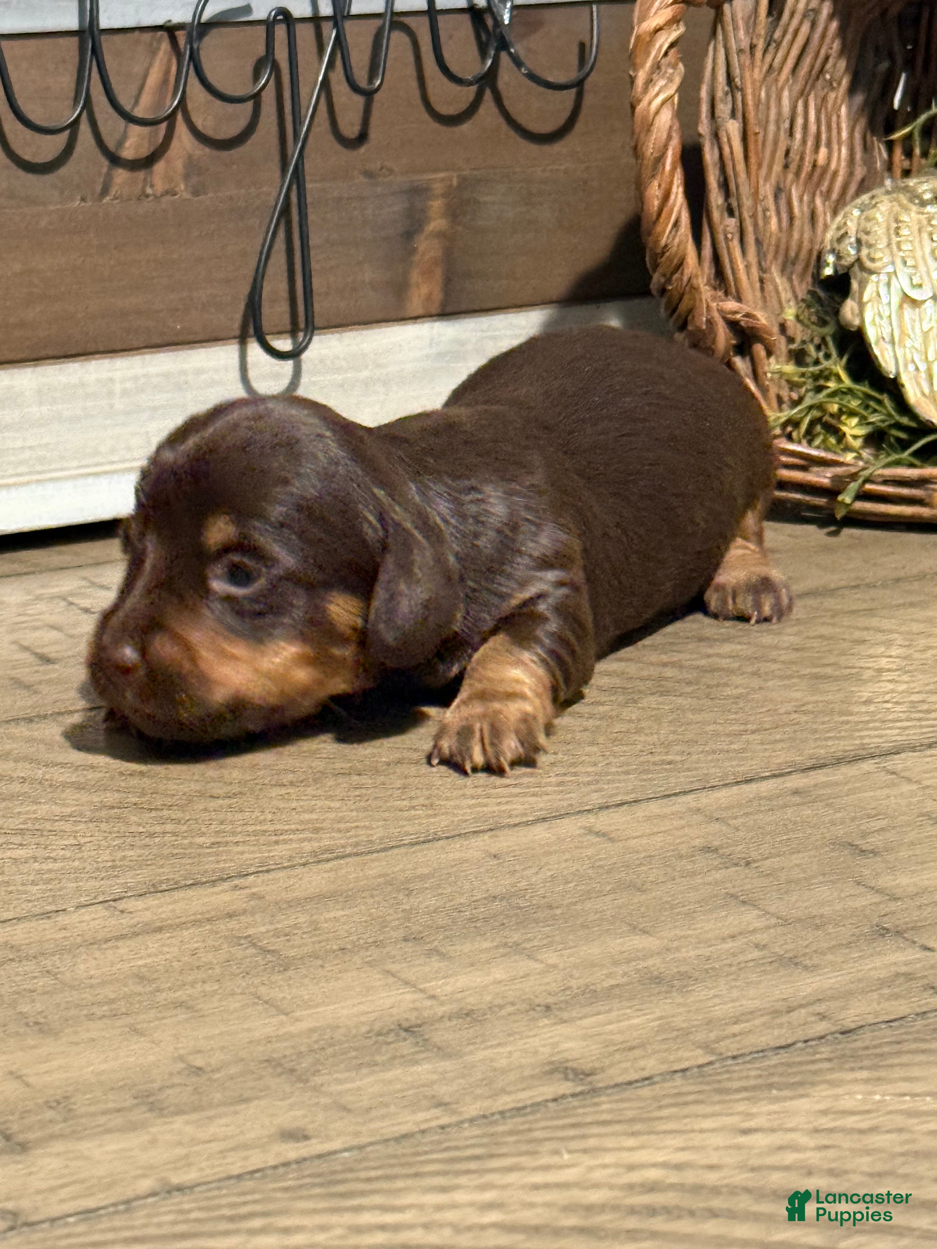 Miniature Dachshund dogs Cocoa Classic - Ad 10