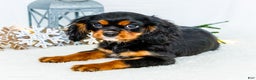 Cavalier King Charles Spaniel dogs for sale: Cocoa - Ad 5