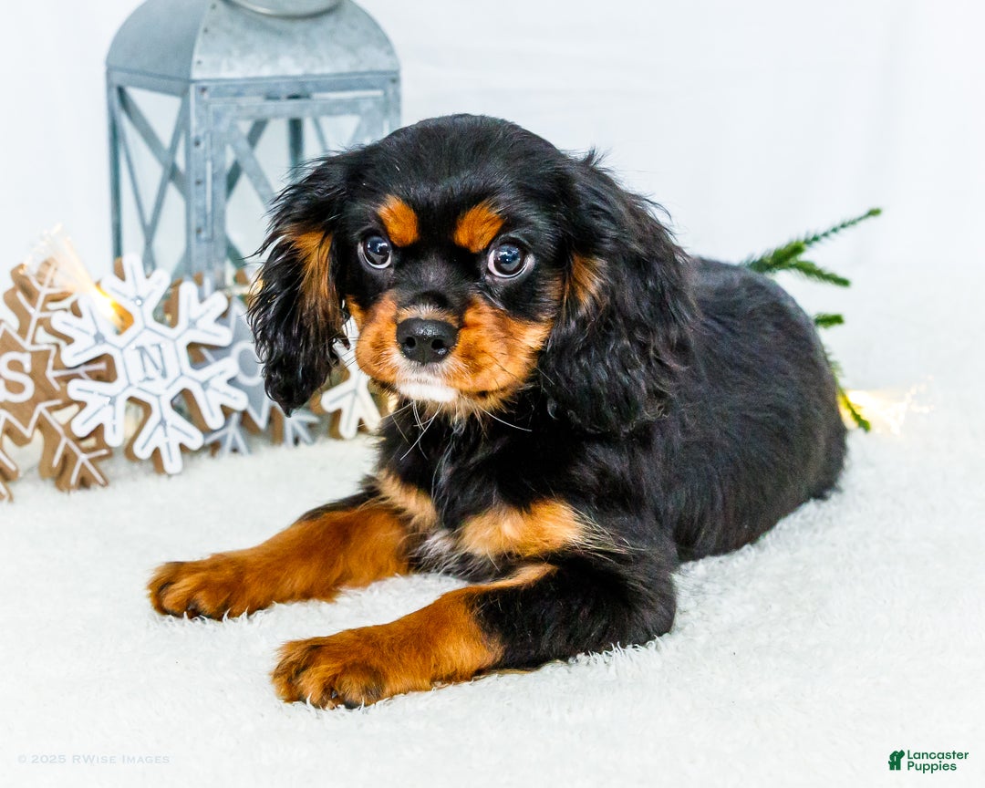 Cavalier King Charles Spaniel dogs for sale: Cocoa - Ad 5