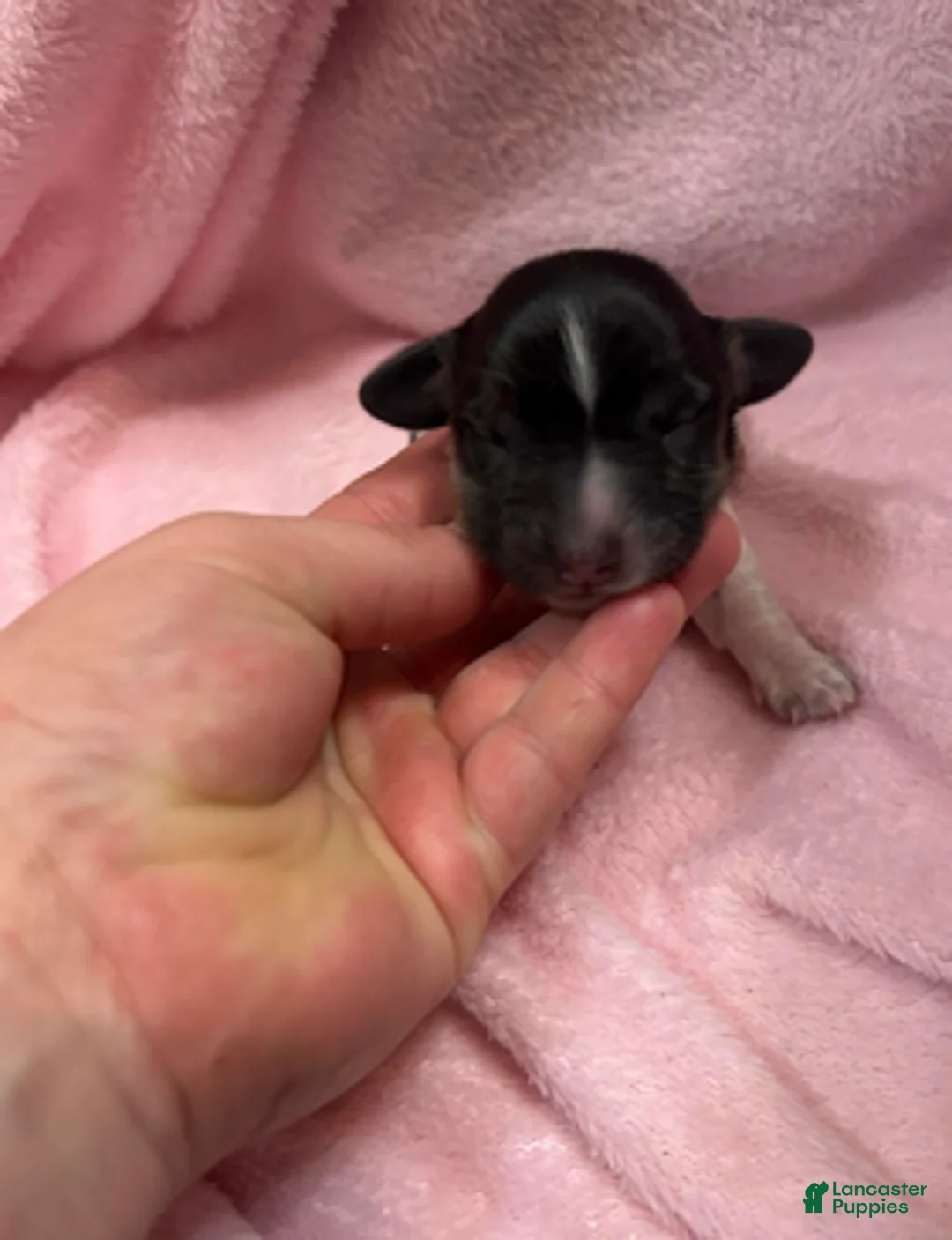 Dachshund dogs for sale: Black n white male - Ad 7