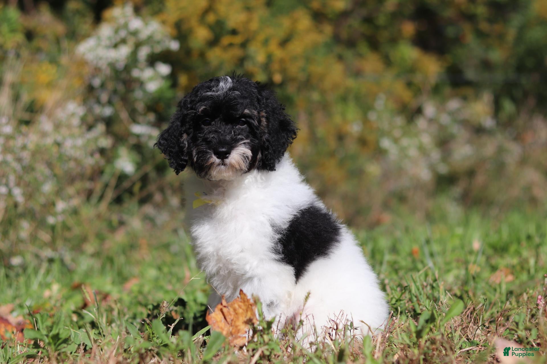 Miniature Poodle dogs Maverick (AKC) - Ad 1