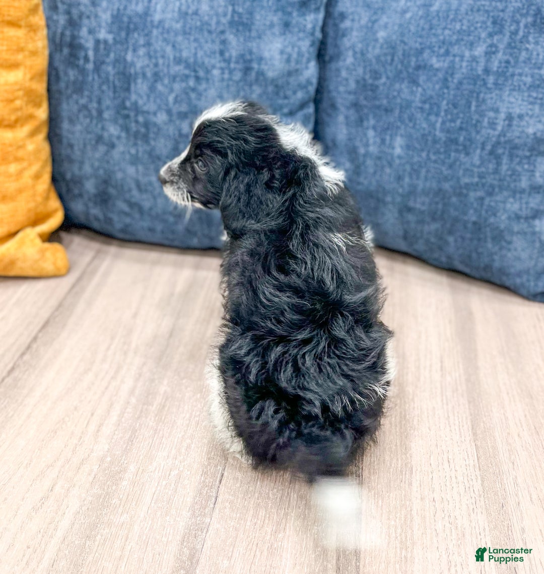 Beaglier dogs for sale: Jenny - Ad 5