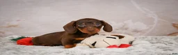 Miniature Dachshund dogs for sale: Sawyer - Ad 1