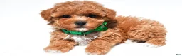 Maltipoo dogs for sale: Krissey - Ad 6