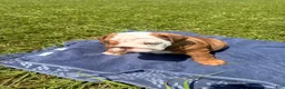 English Bulldog dogs for sale: Chunky Monkey - Ad 6