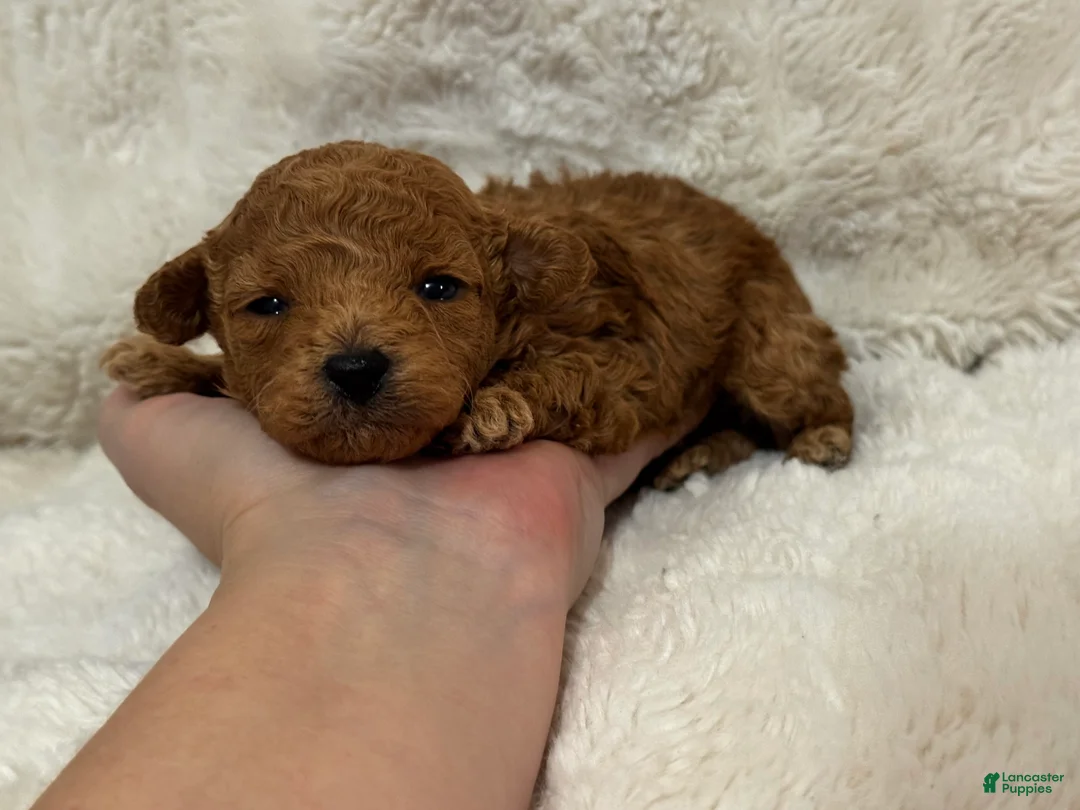 Toy Poodle dogs for sale: Teddy  - Ad 2