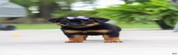 Rottweiler dogs for sale: Willow - Ad 2