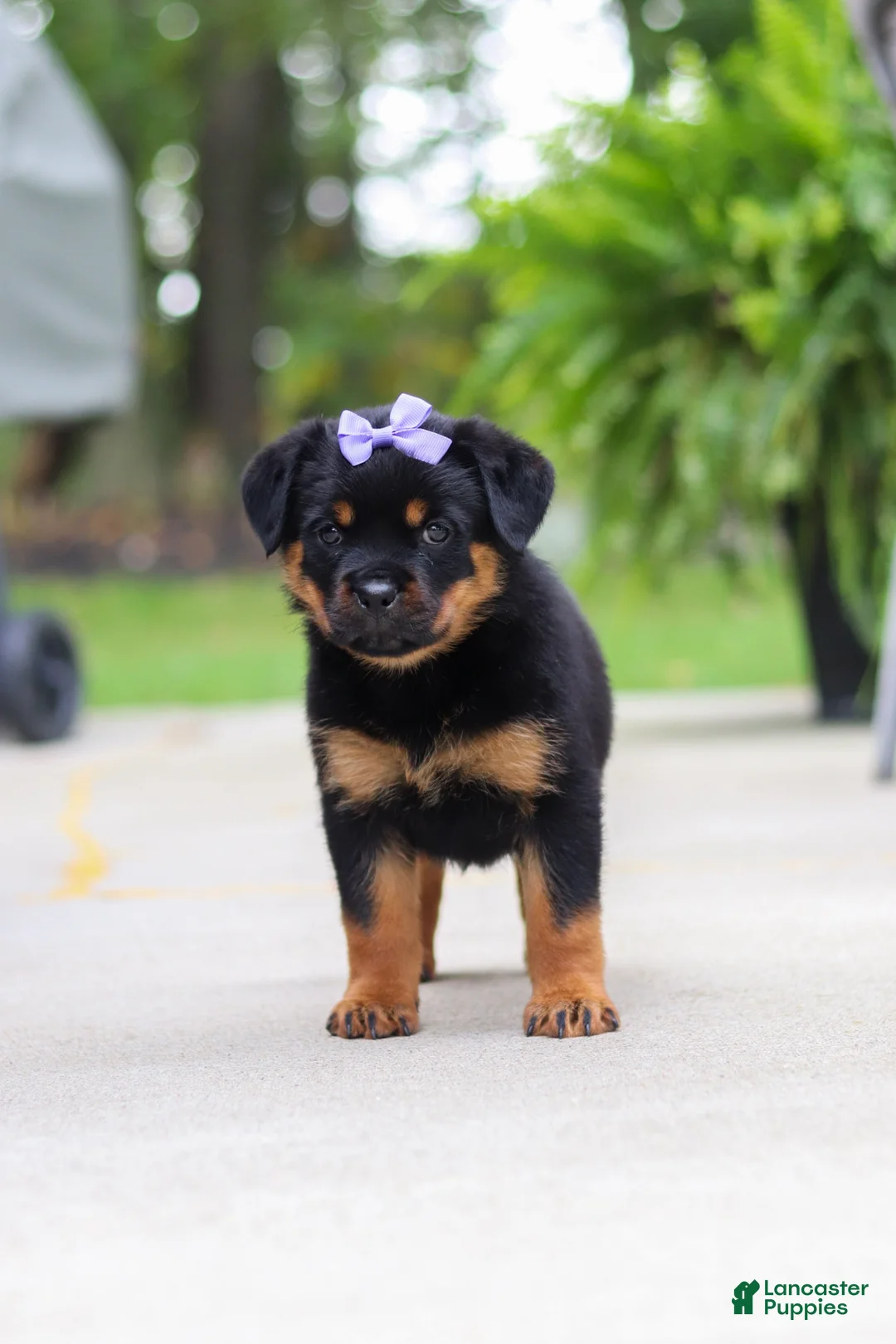 Rottweiler dogs for sale: Willow - Ad 2
