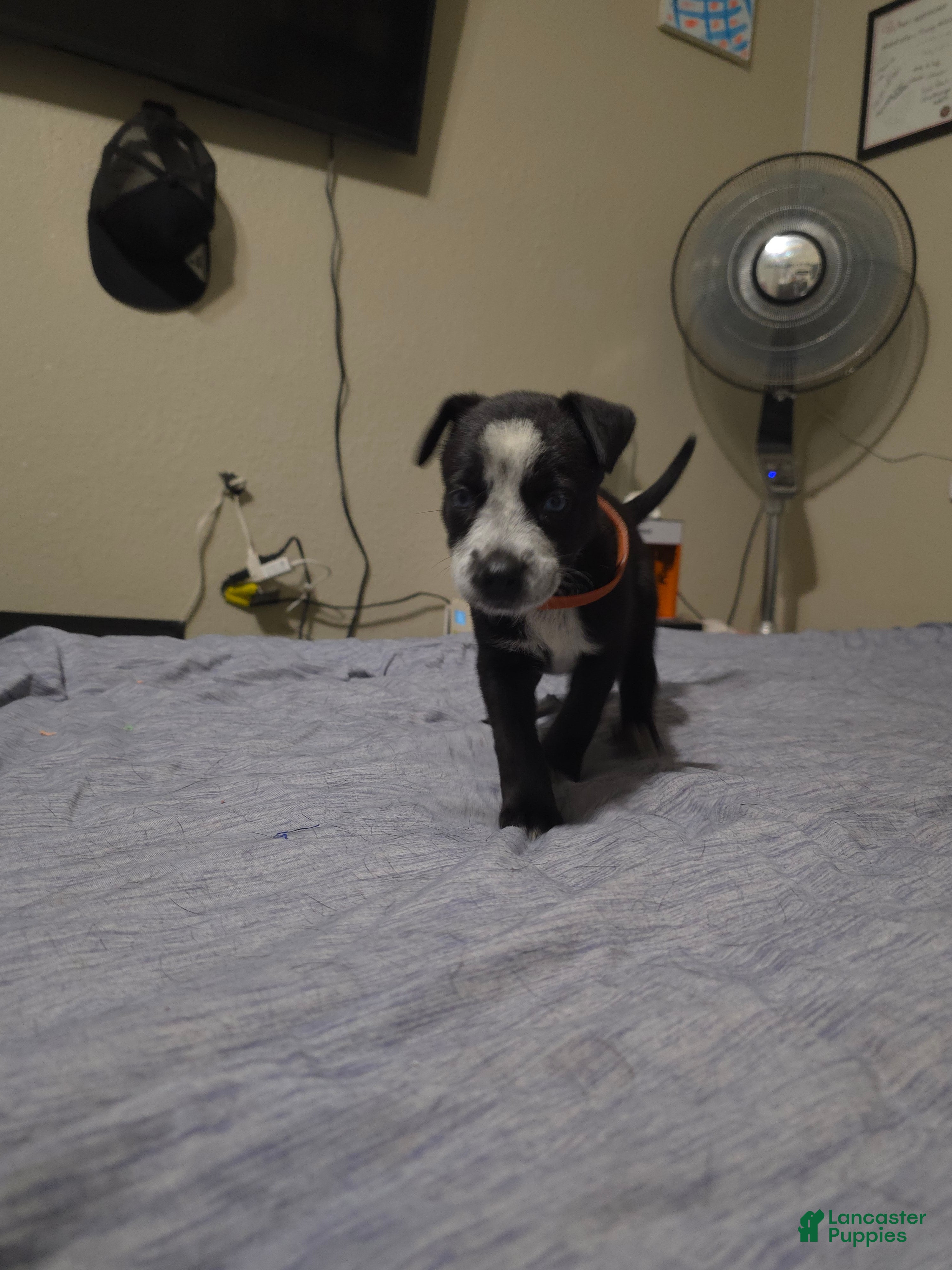 Mixed Breed dogs Juno - Ad 2
