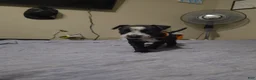 Mixed Breed dogs for sale: Juno - Ad 2