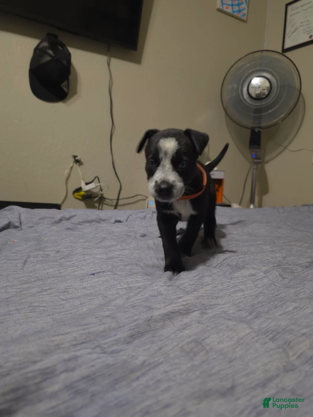 Mixed Breed dogs for sale: Juno - Ad 2